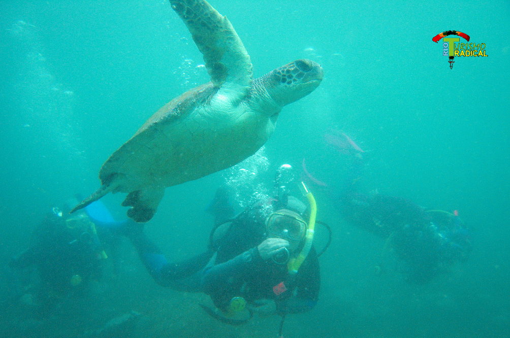 Green Turtle at Arraial do Cabo