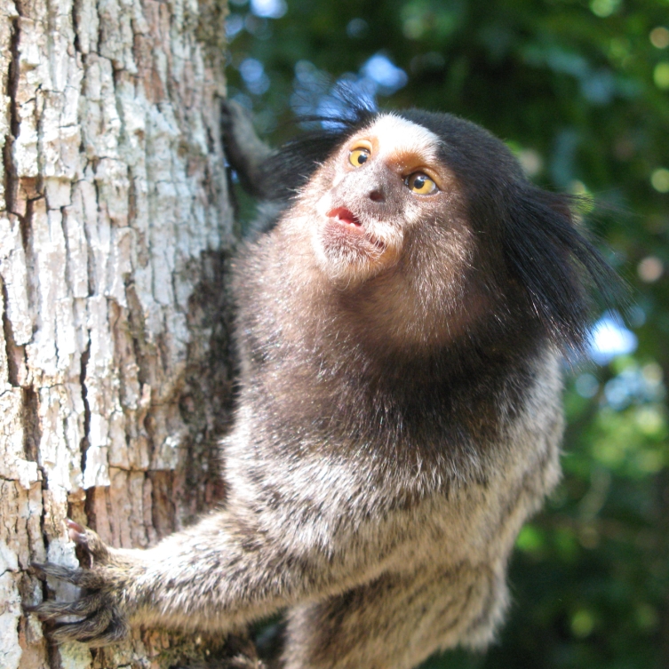 Monkey at Serra dos Orgaos National Park